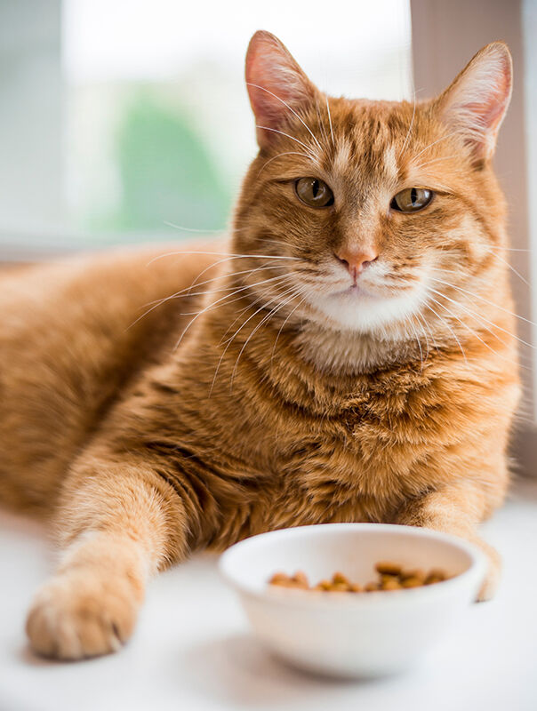 cat with bowl of food